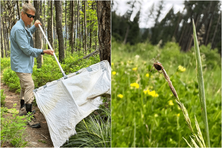Ticks on the Move: How Climate Change Increases Your Risk of Lyme Disease and Other Illnesses