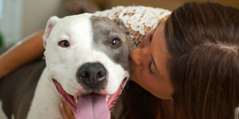 The Indispensable Role Of Pet Coverage