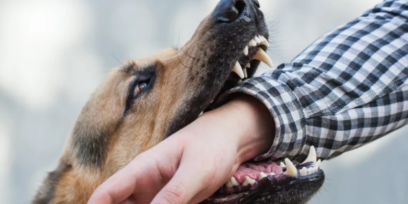 The Specifics: Does Renters Insurance Cover Dog Bites?
