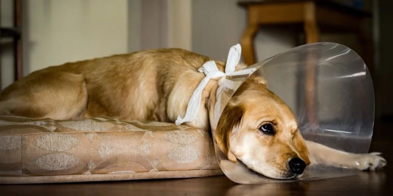 Understanding Pet Insurance Coverage