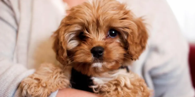 What Are Wellness Plans And How Do They Work?