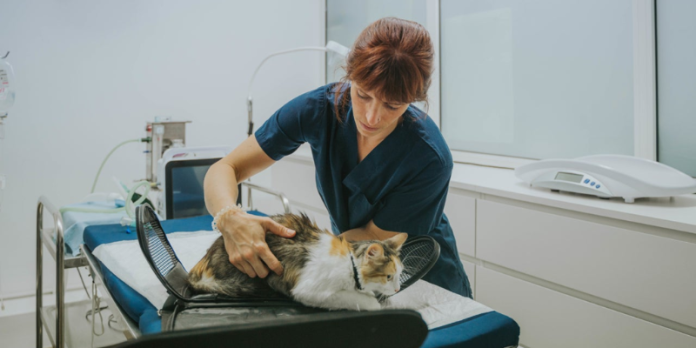 does pet insurance cover spaying