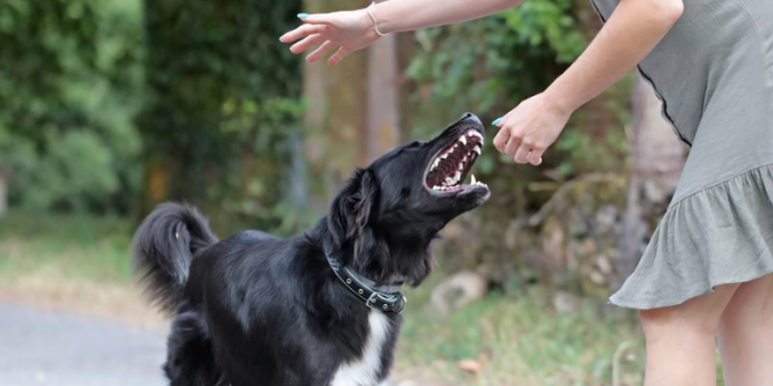 does renters insurance cover dog bites