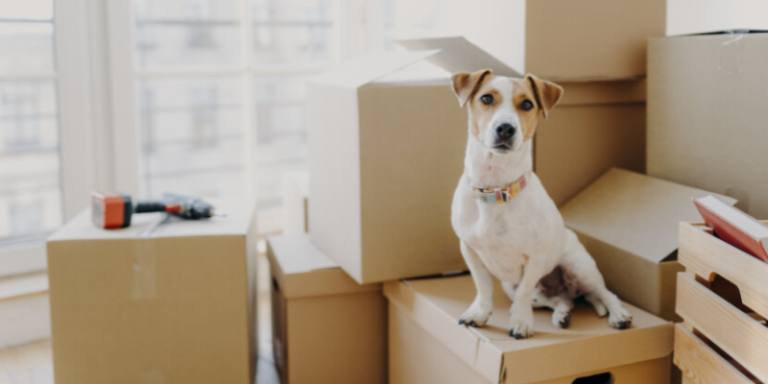 renters insurance with pet coverage
